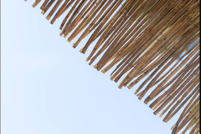 Skąd pochodzi trzcina na dachy i jak się ją pozyskuje?