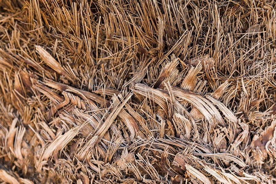 Jak powstają dachy z trzciny i skąd pozyskuje się materiał?